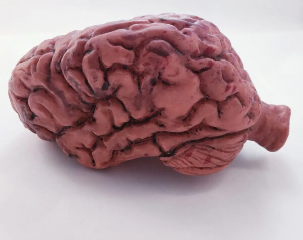 Deluxe Brain