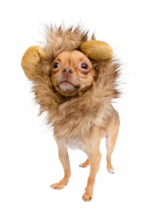 Lion Mane For Pets