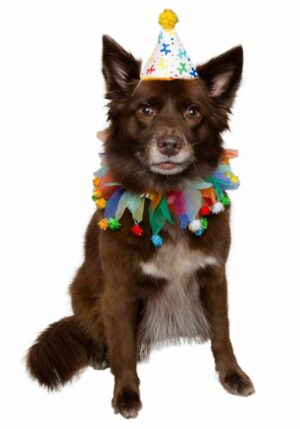 Celebration Pet Costume