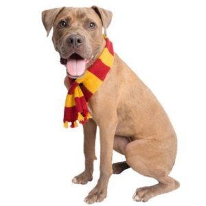Hipster Wizard Pet Costume