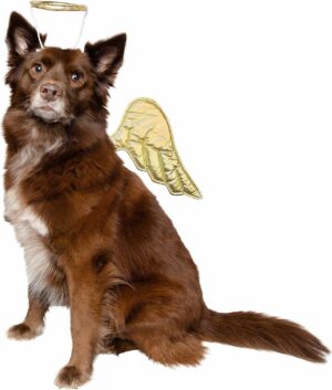 Angel Pet Costume