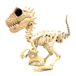 Small Raptor Dino Skeleton