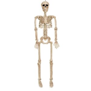 36" Posable Skeleton