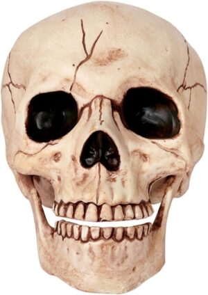 6" Skull With Moveable Jaw