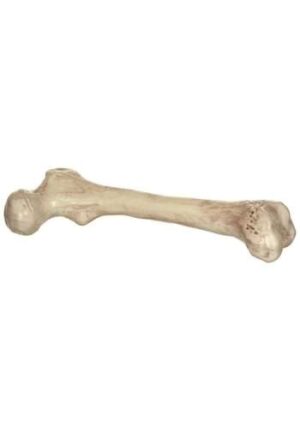 Skeleton Bone 9"