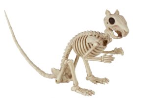 Skeleton Squirrel