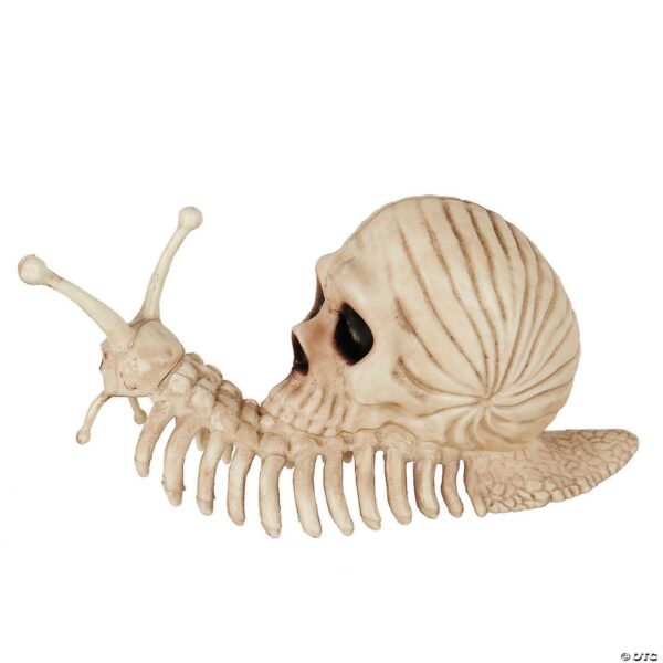 Snail Skeleton
